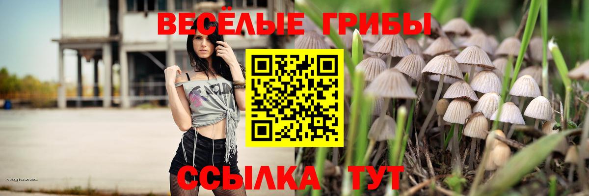 Галлюциногенные грибы Psilocybe Сафоново